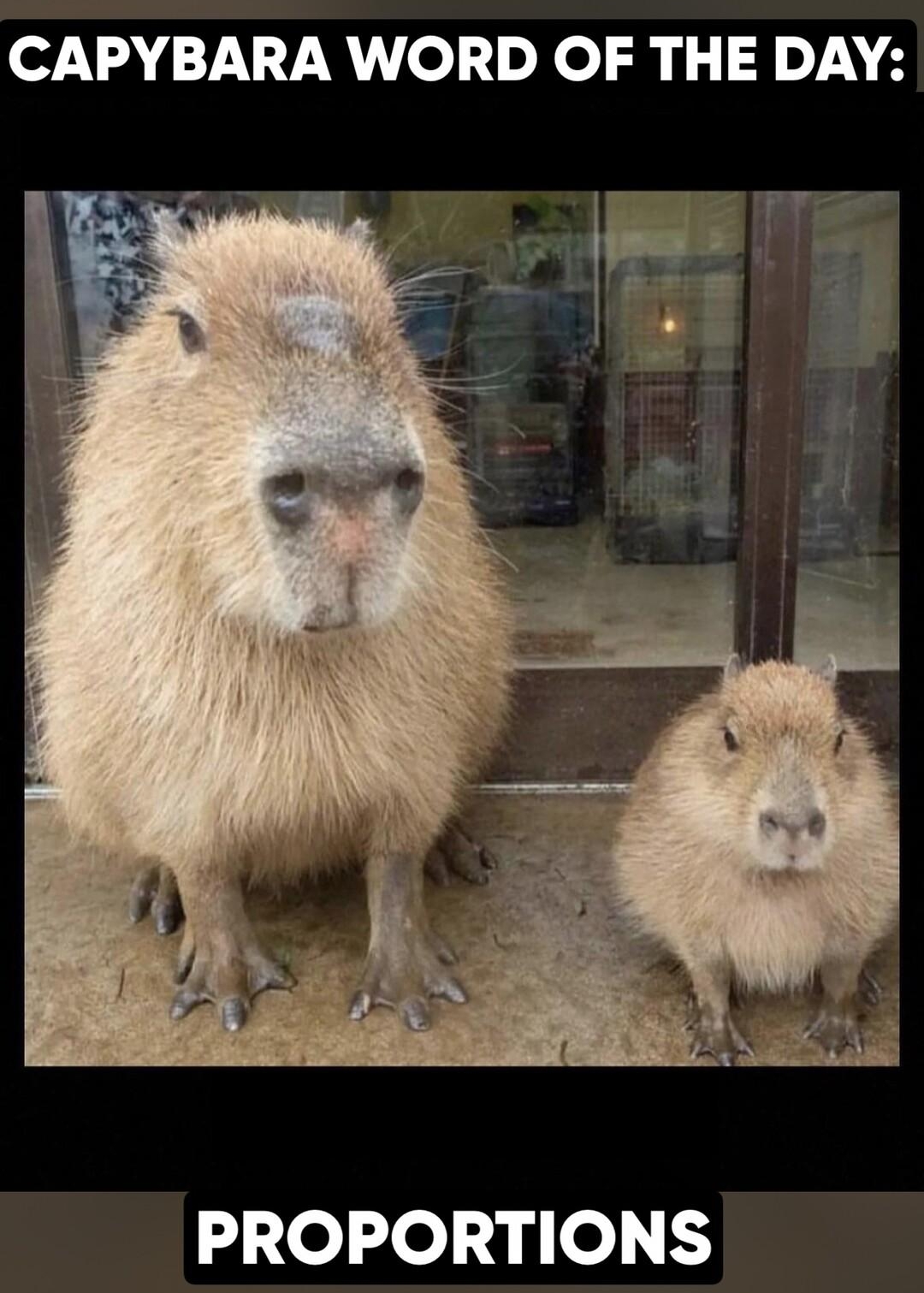 CAPYBARA WORD OF THE DAY PROPORTIONS