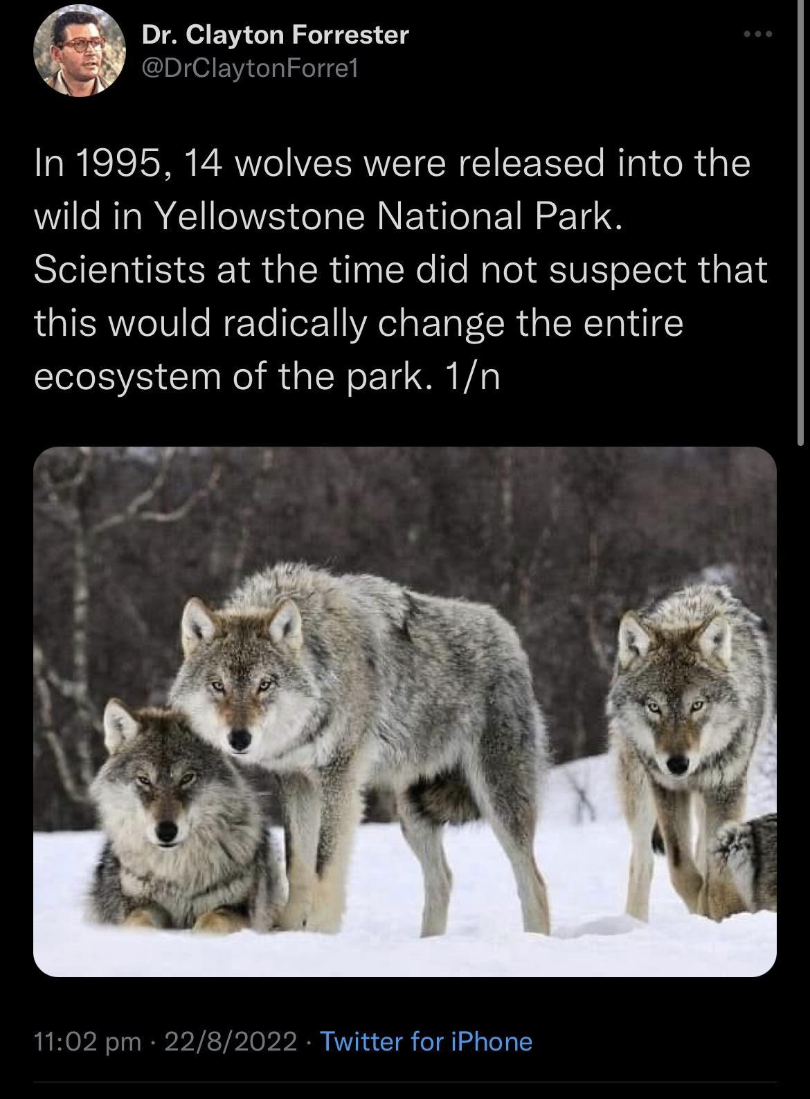 Dr Clayton Forrester DrClaytonForr In 1995 14 wolves were released into the wild in Yellowstone National Park Scientists at the time did not suspect that this would radically change the entire ecosystem of the park 1n