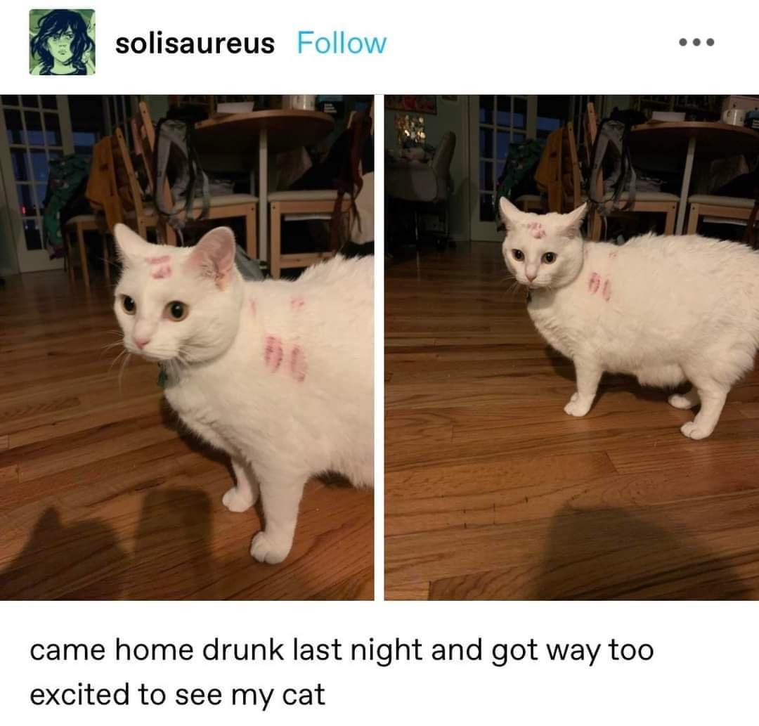 solisaureus came home drunk last night and got way too excited to see my cat
