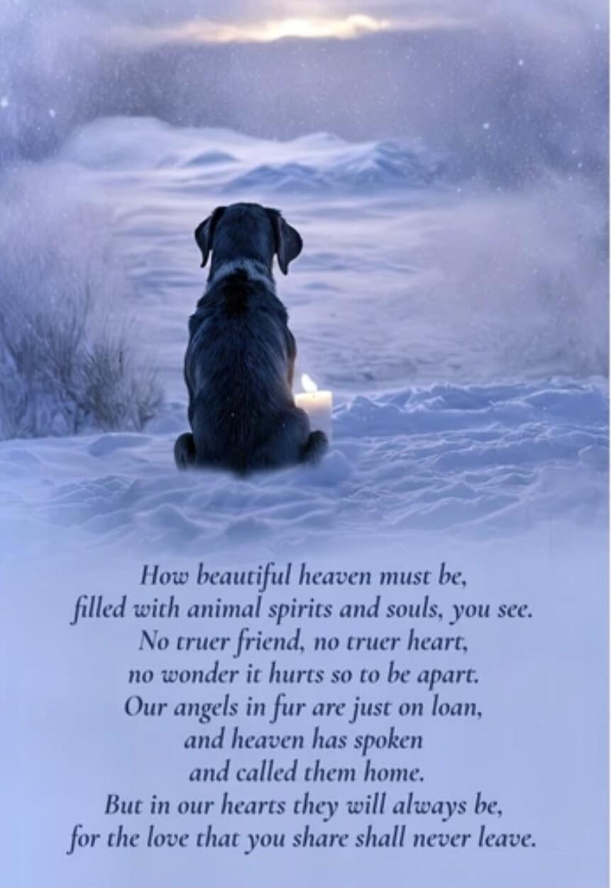 How beautiful heaven must be, filled with animal spirits and souls, you see. No truer friend, no truer heart, no wonder it hurts so to be apart. Our angels in fur are just on loan, and heaven has spoken and called them home. But in our hearts they will always be, for the love that you share shall never leave.