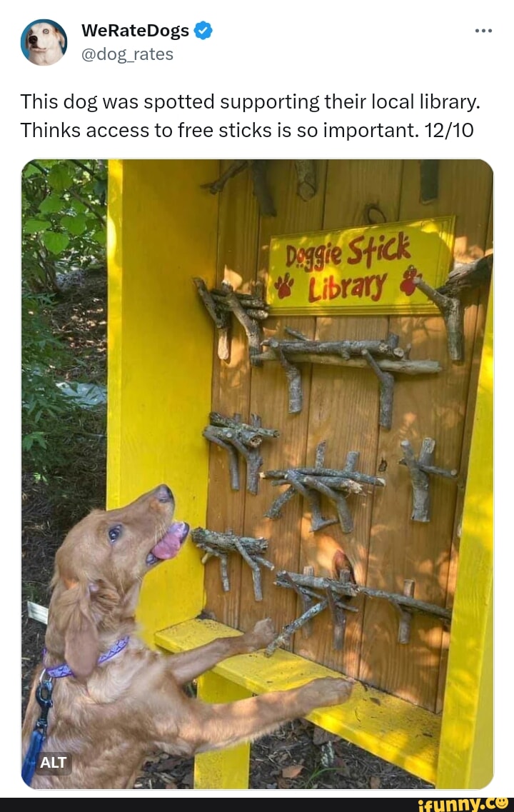 WeRateDogs This dog was spotted supporting their local library Thinks access to free sticks is so important 1210