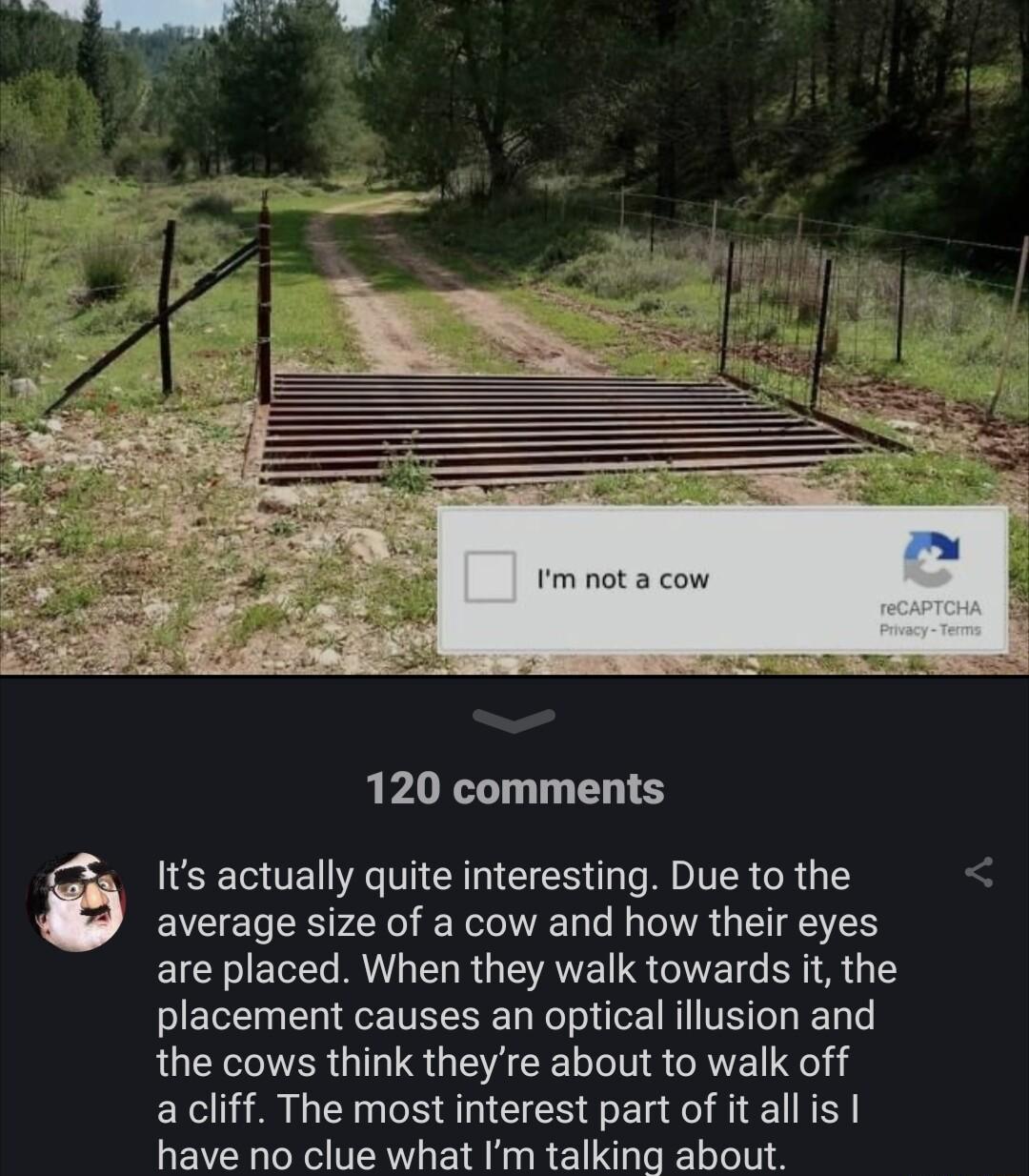 120 comments Its actually quite interesting Due to the average size of a cow and how their eyes are placed When they walk towards it the placement causes an optical illusion and the cows think theyre about to walk off a cliff The most interest part of it all is have no clue what Im talking about