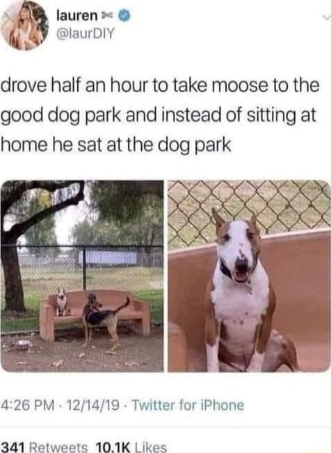 4 lauren k laurDlY drove half an hour to take moose to the good dog park and instead of sitting at home he sat at the dog park 426 PM 121419 Twitter for iPhone 341 Retweets 101K L ikes