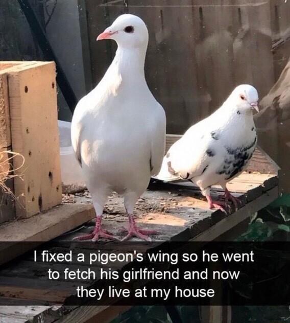 fixed a pigeons wing so he went to fetch his girlfiend and now they live at my house S