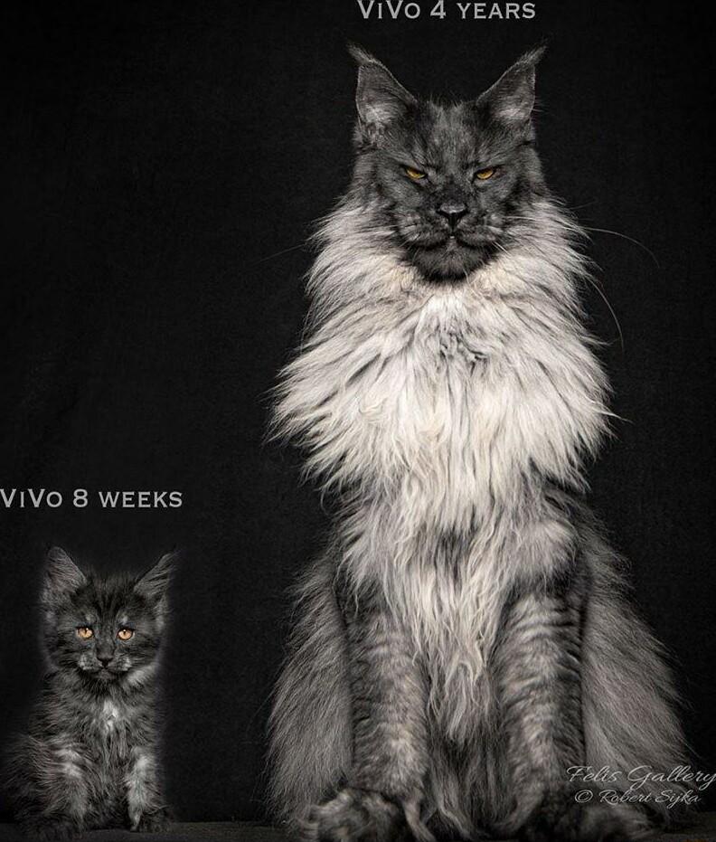 VIVO 4 YEARS VIVO 8 WEEKS