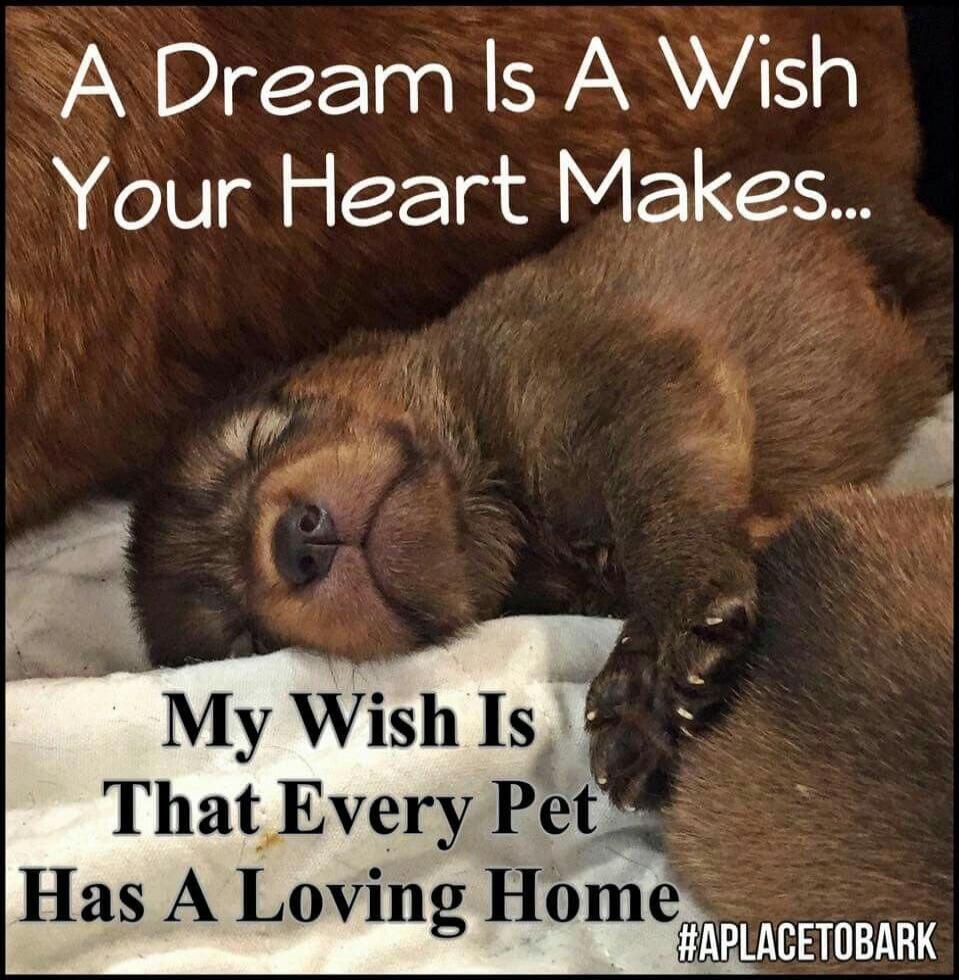 A Dream Is A Wish Your Heart Makes... My Wish Is That Every Pet Has A Loving Home #APLACETOBARK