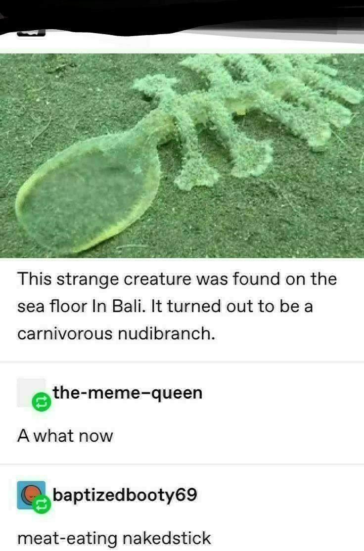This strange creature was found on the sea floor In Bali It turned out to be a carnivorous nudibranch the meme queen A what now meat eating nakedstick baptizedbooty69