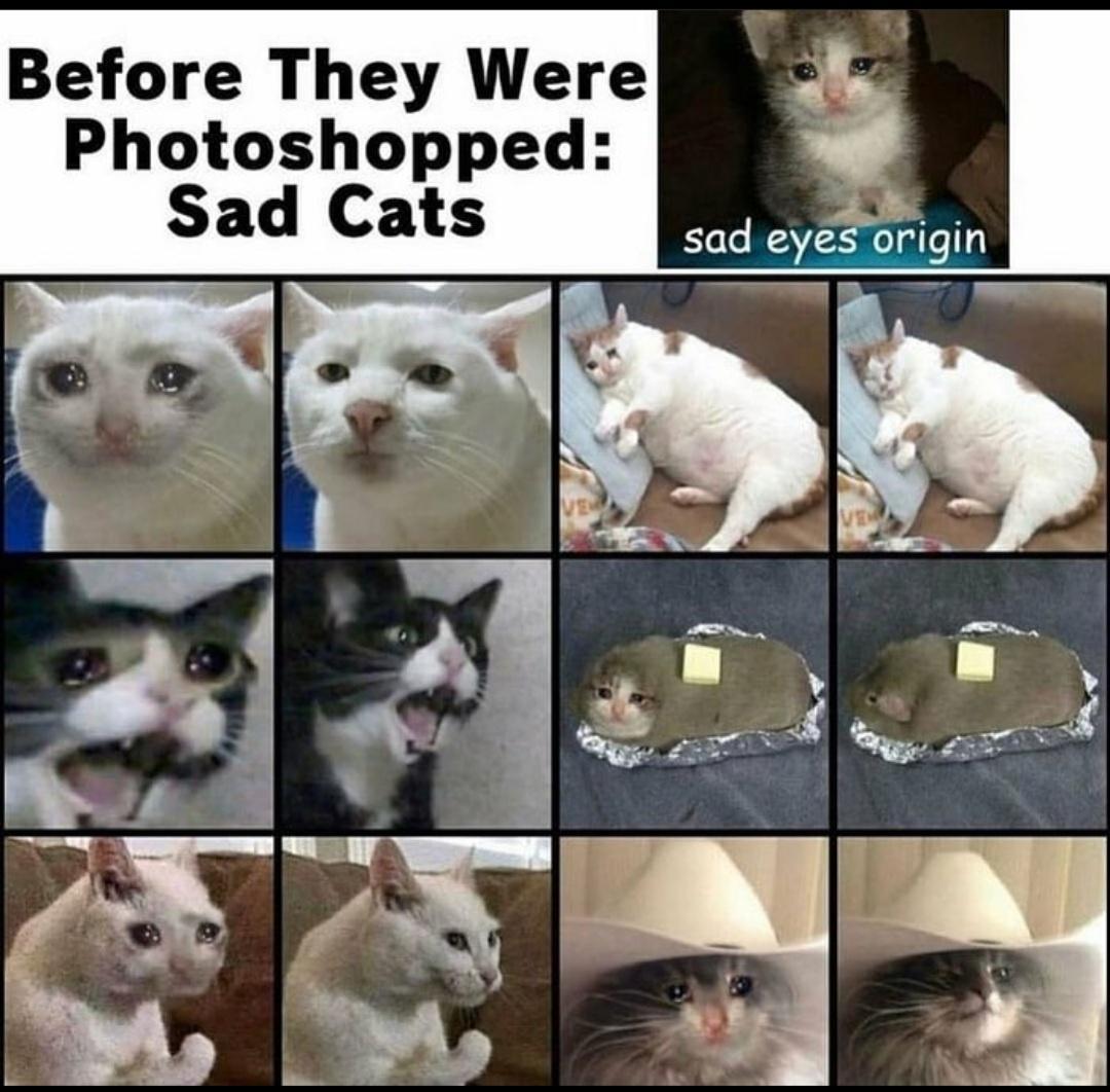 Before They Were Photoshopped Sad Cats 48 sad eyes origin