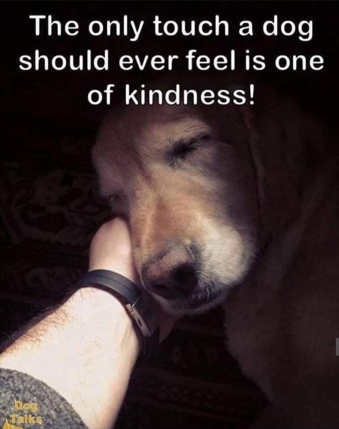 The only touch a dog should ever feel is one of kindness!