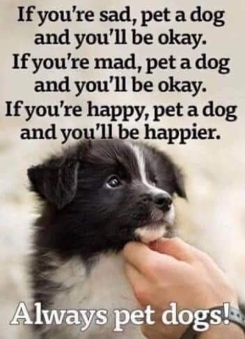 If youre sad pet a dog and youll be okay If youre mad pet a dog and youll be okay If youre happy pet a dog and you