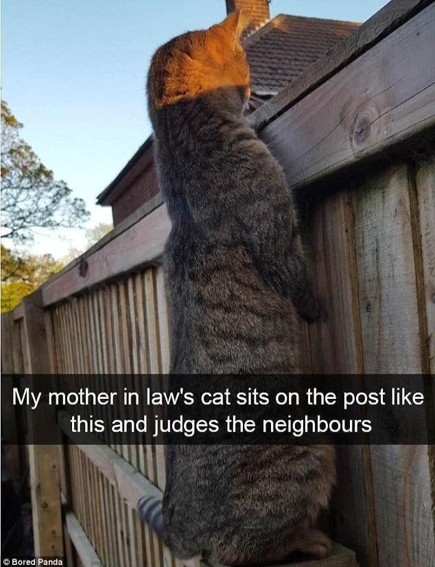 4 i My mother in laws cat sits on the post like this and judges the neighbours 1 TR L U