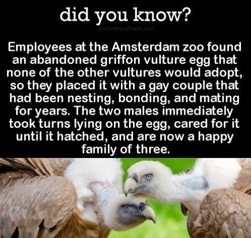 did you know Employees at the Amsterdam zoo found EREELEL T LT Yo Ko gi i LTy RYITIL TTRTe O R T 4 none of the other vultures would adopt so they placed it with a gay couple that had been nesting bonding and mating LTV TSH I T8 AN ETERRT T e T 1Y LT VT B VT T M Ta R TR Ye s MECT I Te R eT ol 14 until it hatched and are now a happy family of three DIDYOUKNOWFACTSCOM