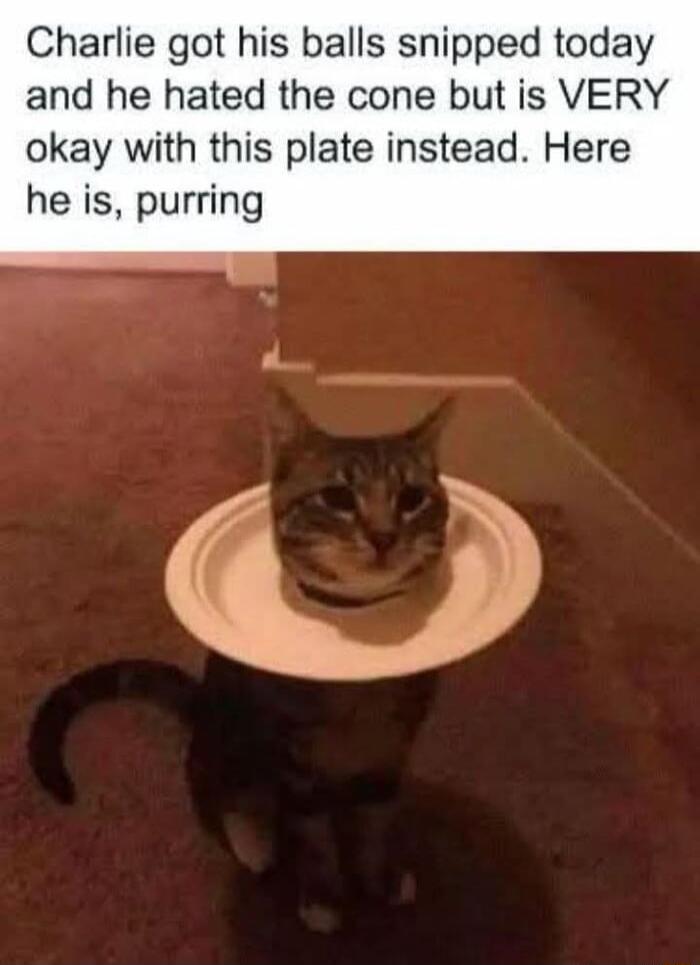 Charlie got his balls snipped today and he hated the cone but is VERY okay with this plate instead Here he is purring
