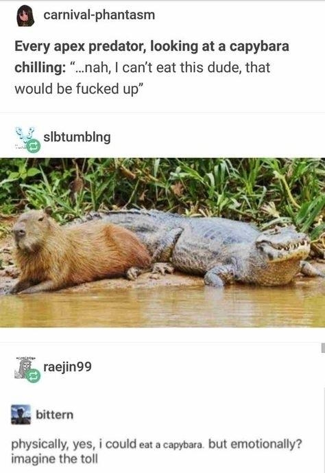 carnival phantasm Every apex predator looking at a capybara chilling nah cant eat this dude that would be fucked up b slbtumbing physically yes i could eat a capybara but emotionally imagine the toll