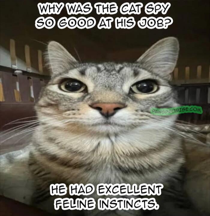 WHY WAS THE CAT SPY SO GOOD AT HIS JOB?
HE HAD EXCELLENT FELINE INSTINCTS.