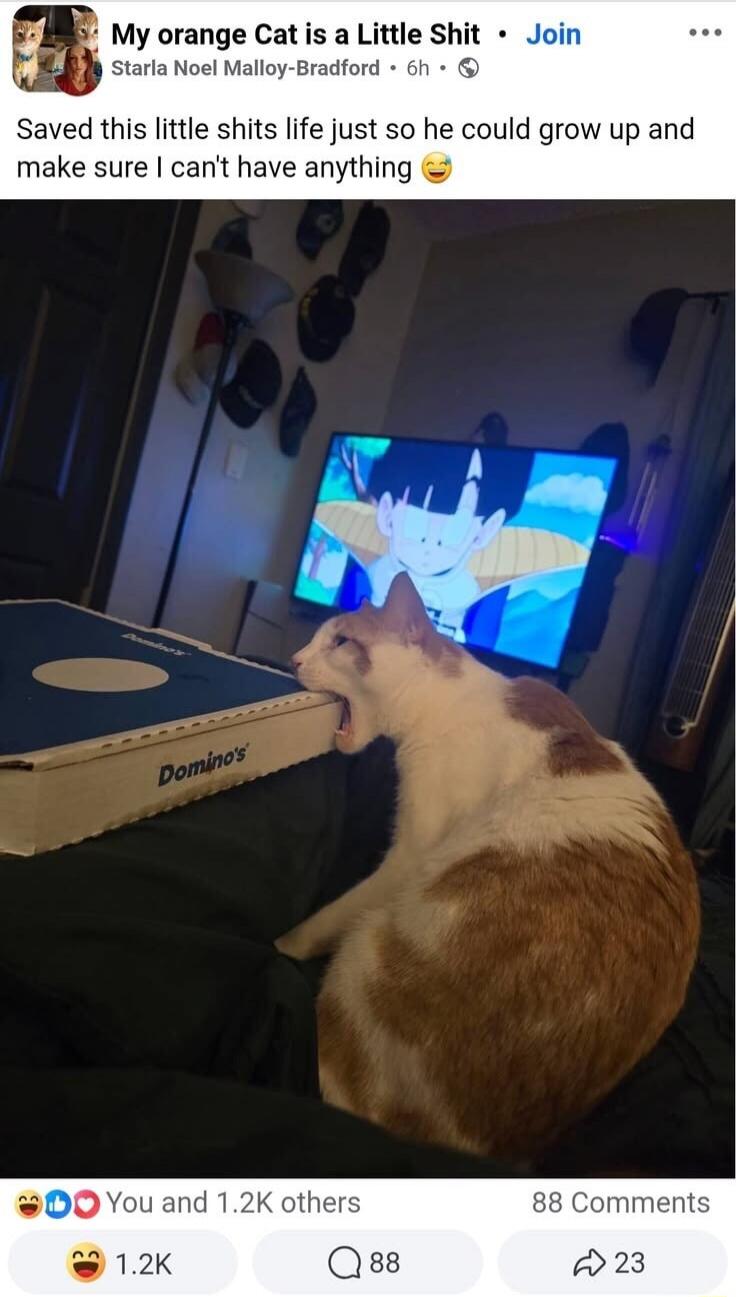 My orange Cat is a Little Shit. Saved this little shits life just so he could grow up and make sure I can't have anything. Domino's.