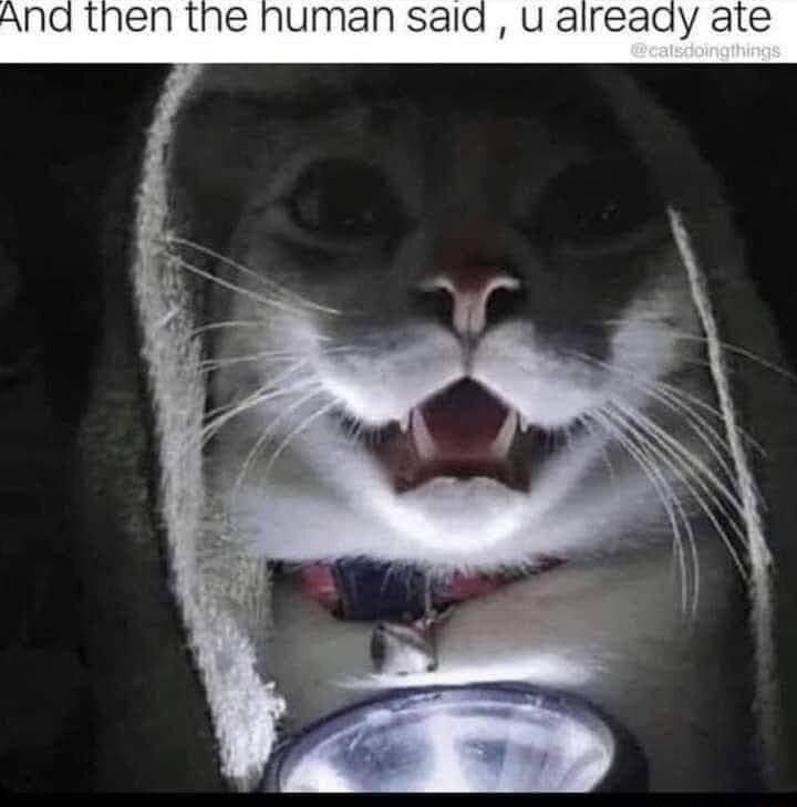 ANad then the human said u already ate