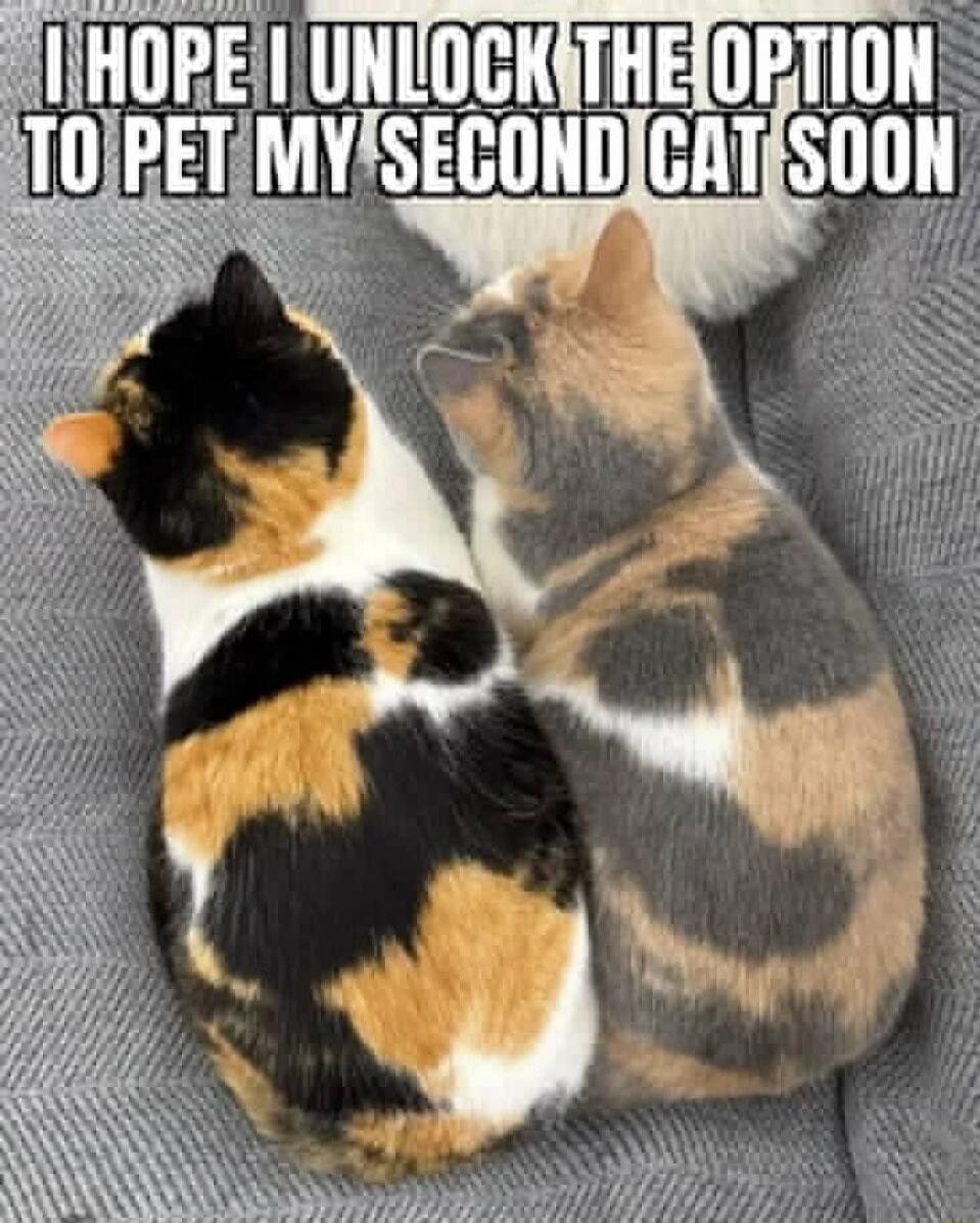 I HOPE I UNLOCK THE OPTION TO PET MY SECOND CAT SOON