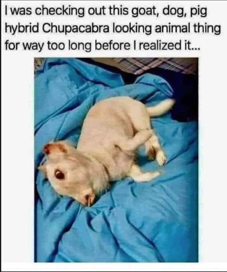 was checking out this goat dog pig hybrid Chupacabra looking animal thing for way too long before realized it