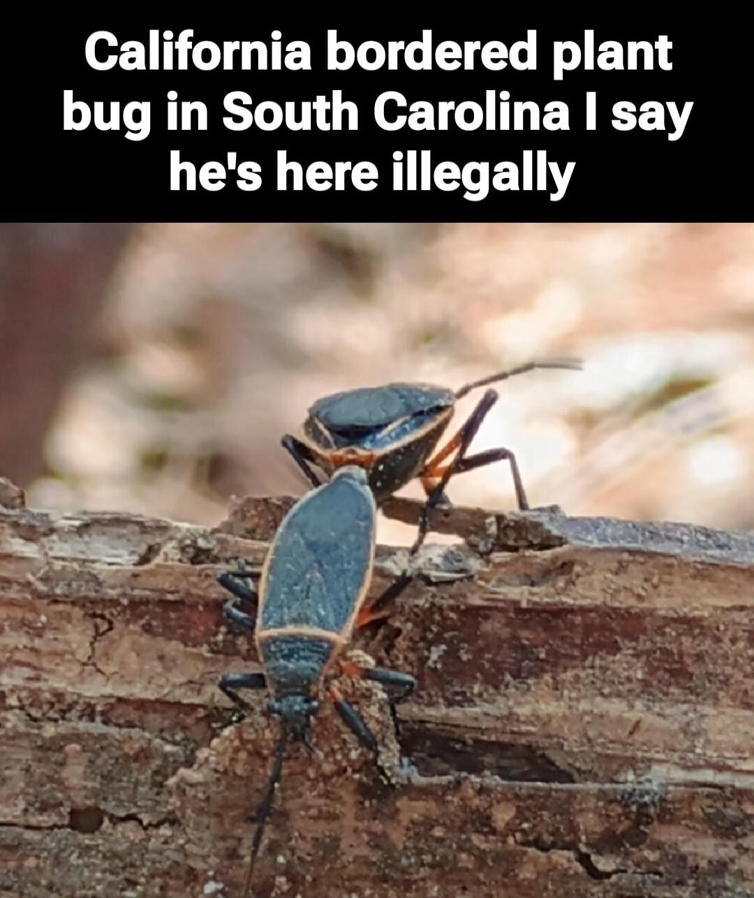 California bordered plant bug in South Carolina I say he's here illegally