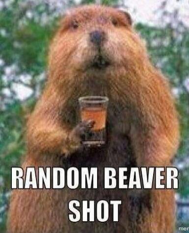 RANDOM BEAVER SHOT