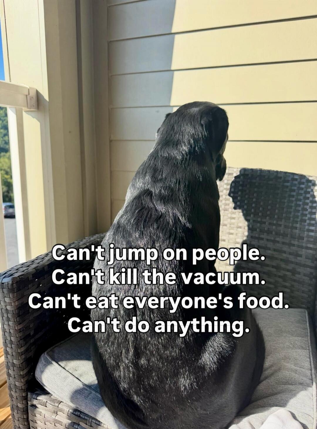 Can't jump on people. Can't kill the vacuum. Can't eat everyone's food. Can't do anything.
