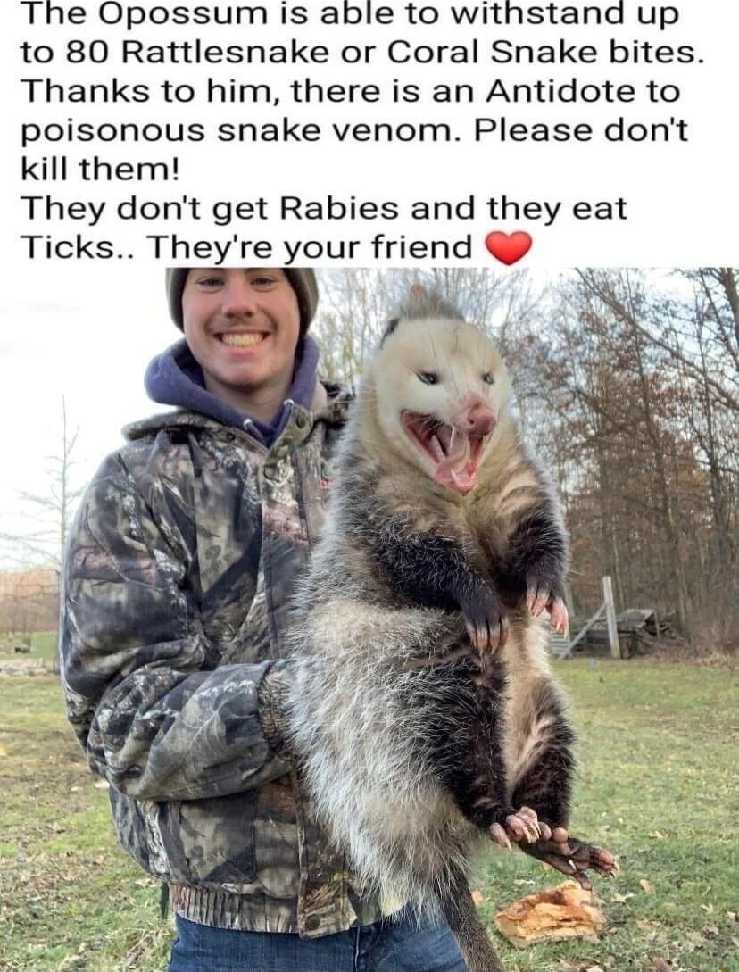The Opossum is able to withstand up to 80 Rattlesnake or Coral Snake bites Thanks to him there is an Antidote to poisonous snake venom Please dont kill them They dont get Rabies and they eat Ticks Theyre your friend