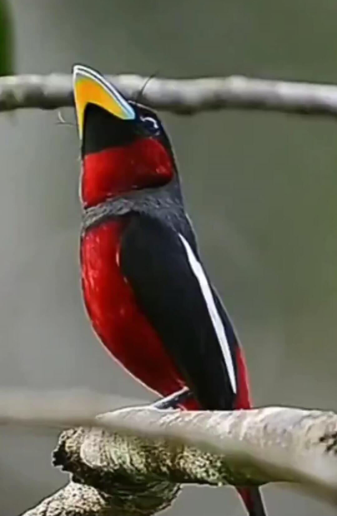 A toucan perched on a branch with a large colorful beak; black body with red chest.