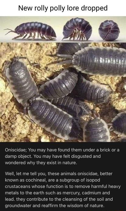 New rolly polly lore dropped Oniscidae You may have found them under a brick or a damp obiject You may have felt disgusted and wondered why they exist in nature Well let me tell you these animals oniscidae better known as cochineal are a subgroup of isopod crustaceans whose function is to remove harmful heavy metals to the earth such as mercury cadmium and lead they contribute to the cleansing of 