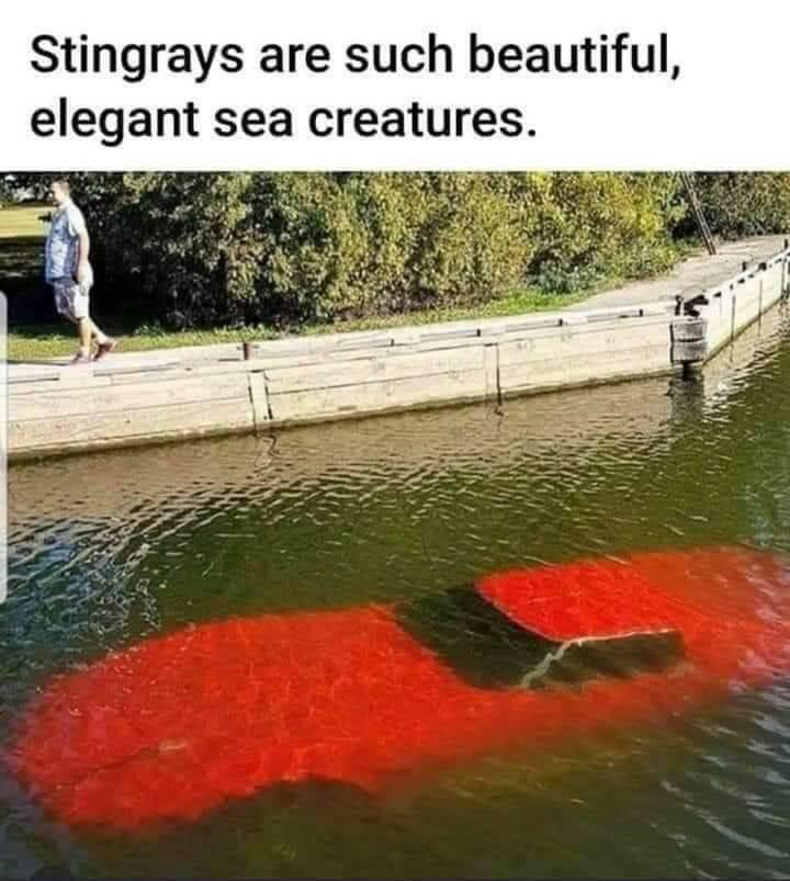 Stingrays are such beautiful elegant sea creatures