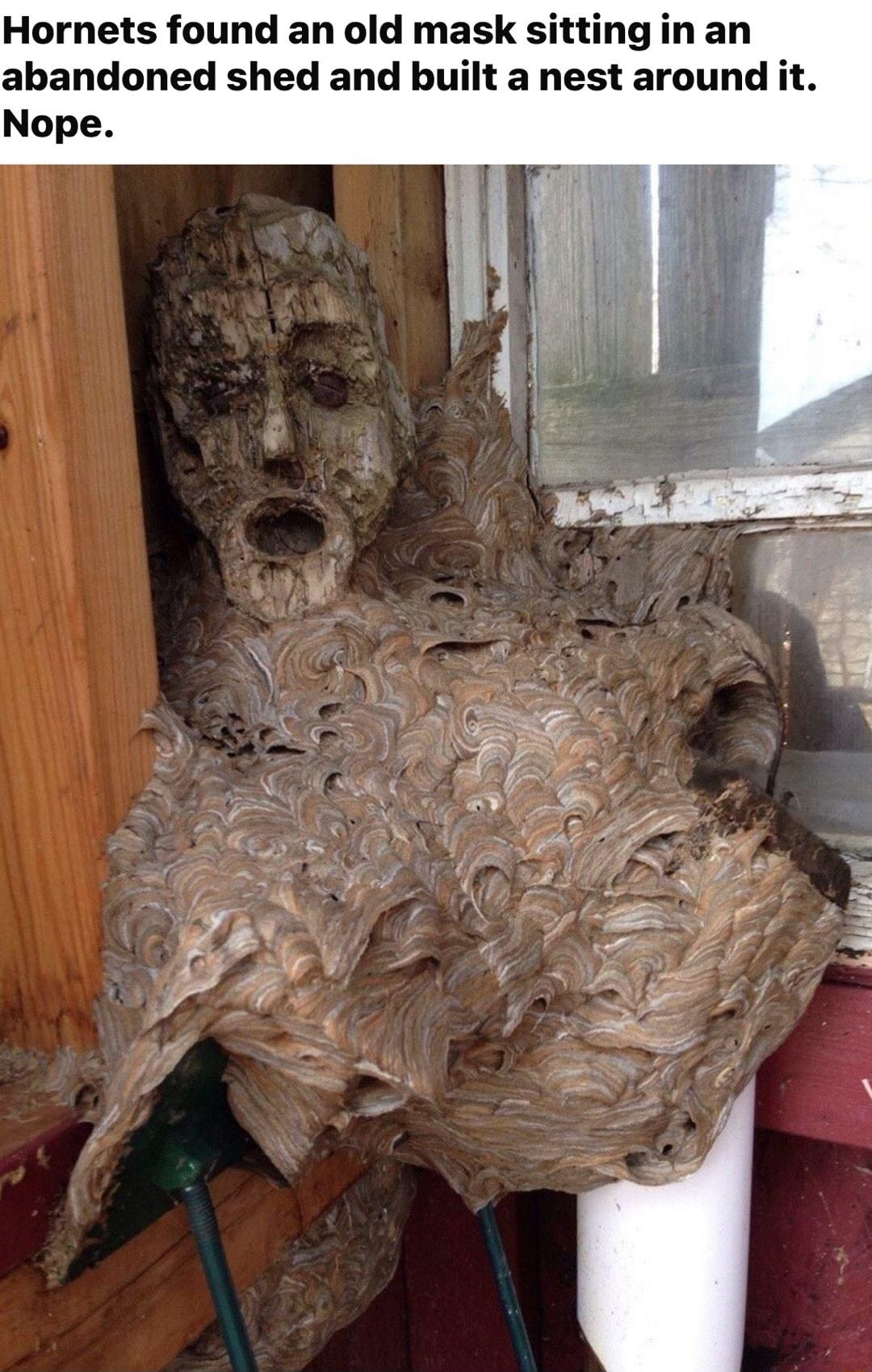 Hornets found an old mask sitting in an abandoned shed and built a nest around it Nope
