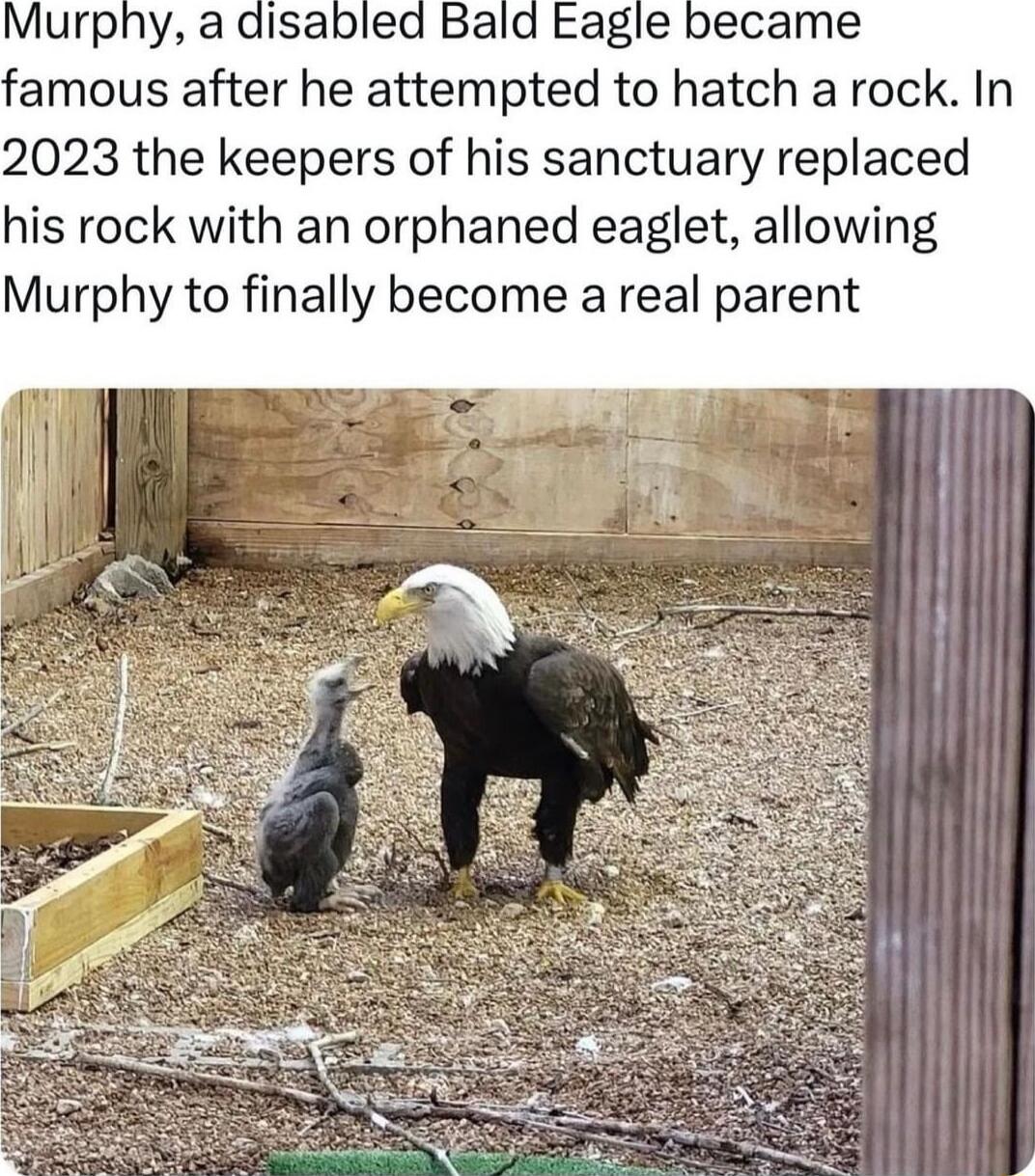 Murphy a disabled Bald Eagle became famous after he attempted to hatch a rock In 2023 the keepers of his sanctuary replaced his rock with an orphaned eaglet allowing Murphy to finally become areal parent