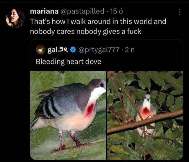 Q LEUED ERGRER GG R E Thats how walk around in this world and nobody cares nobody gives a fuck galoR prtygal777 2n Bleeding heart dove