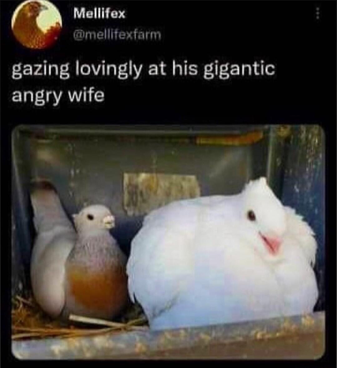 Mellifex gazing lovingly at his gigantic angry wife