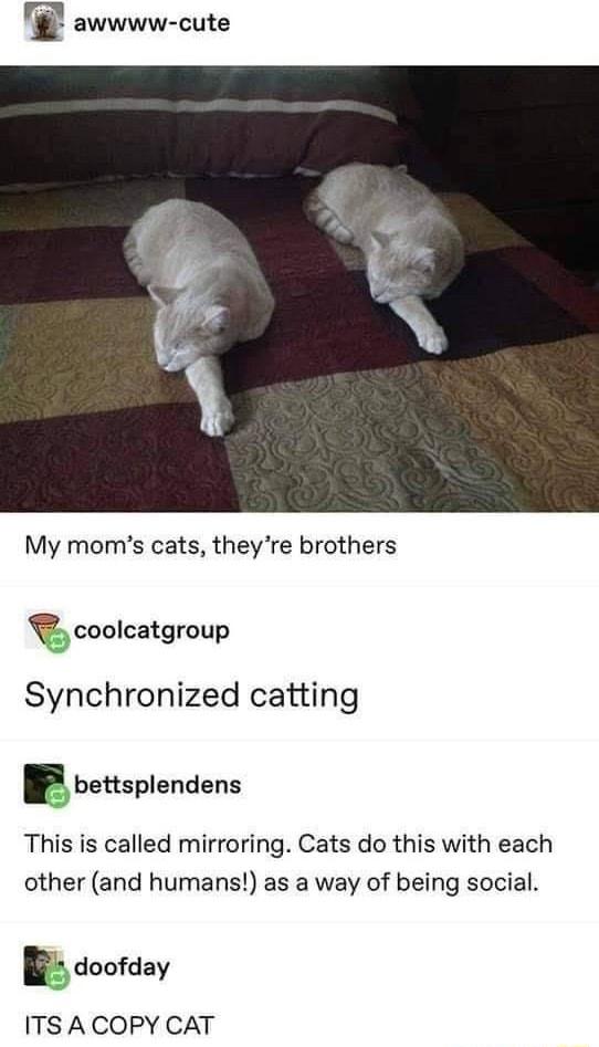 awwww cute My moms cats theyre brothers coolcatgroup Synchronized catting r bettsplendens This is called mirroring Cats do this with each other and humans as a way of being social doofday ITS ACOPY CAT