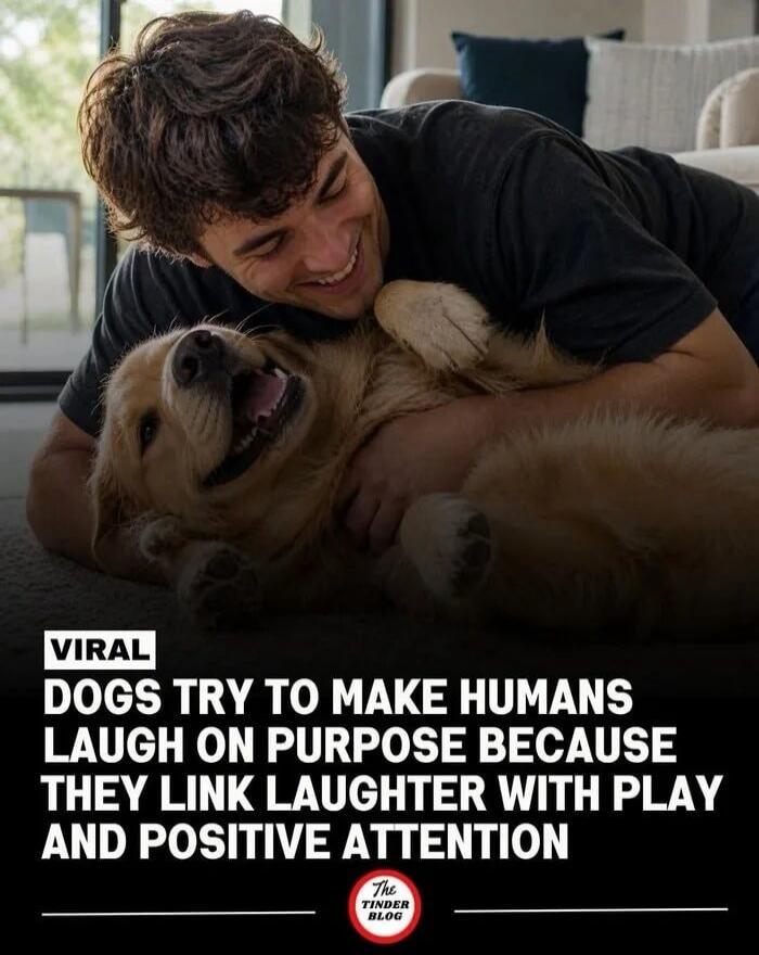 VIRAL DOGS TRY TO MAKE HUMANS LAUGH ON PURPOSE BECAUSE THEY LINK LAUGHTER WITH PLAY AND POSITIVE ATTENTION The Tinder Blog