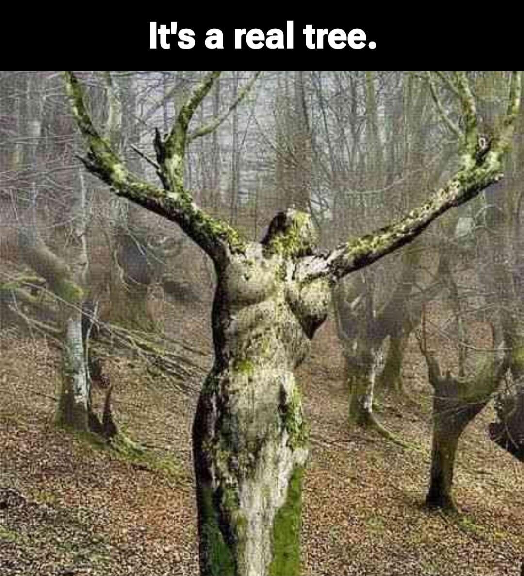 It's a real tree.