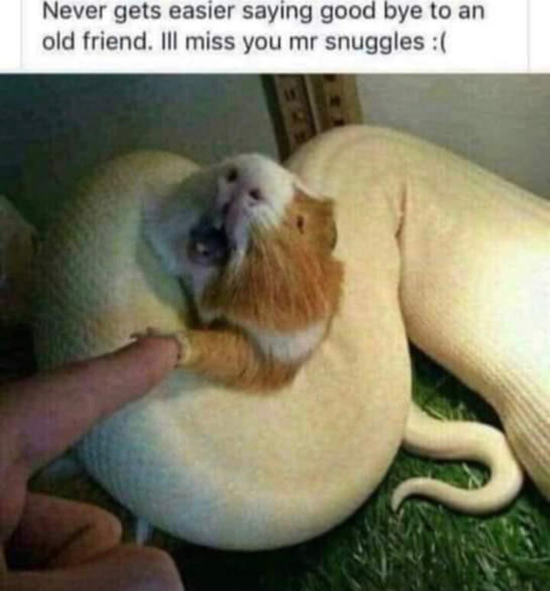 Never gets easier saying good bye to an old friend Ill miss you mr snuggles