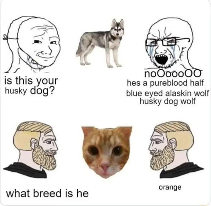 i i noOoooO is this your hes a pureblood half husky dog blue eyed alaskin wolf husky dog wolf orange what breed is he