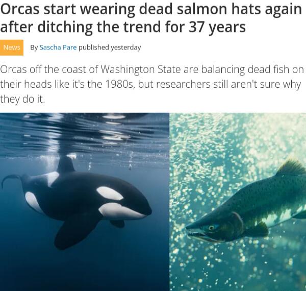 Orcas start wearing dead salmon hats again after ditching the trend for 37 years s are published yesterday