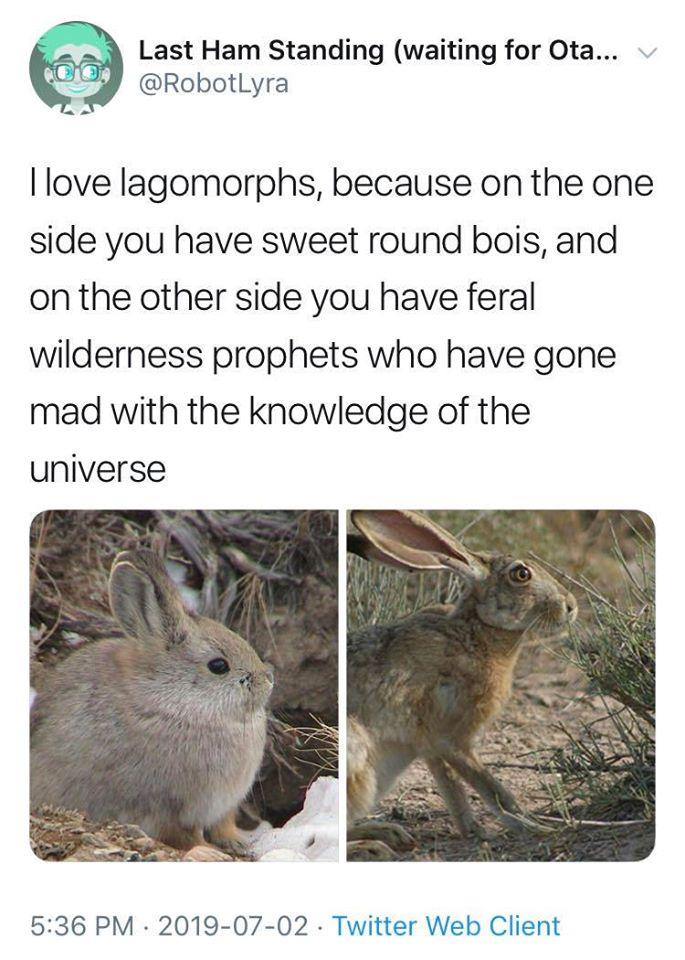 Last Ham Standing waiting for Ota RobotLyra love lagomorphs because on the one side you have sweet round bois and on the other side you have feral wilderness prophets who have gone mad with the knowledge of the universe 536 PM 2019 07 02 Twitter Web Client