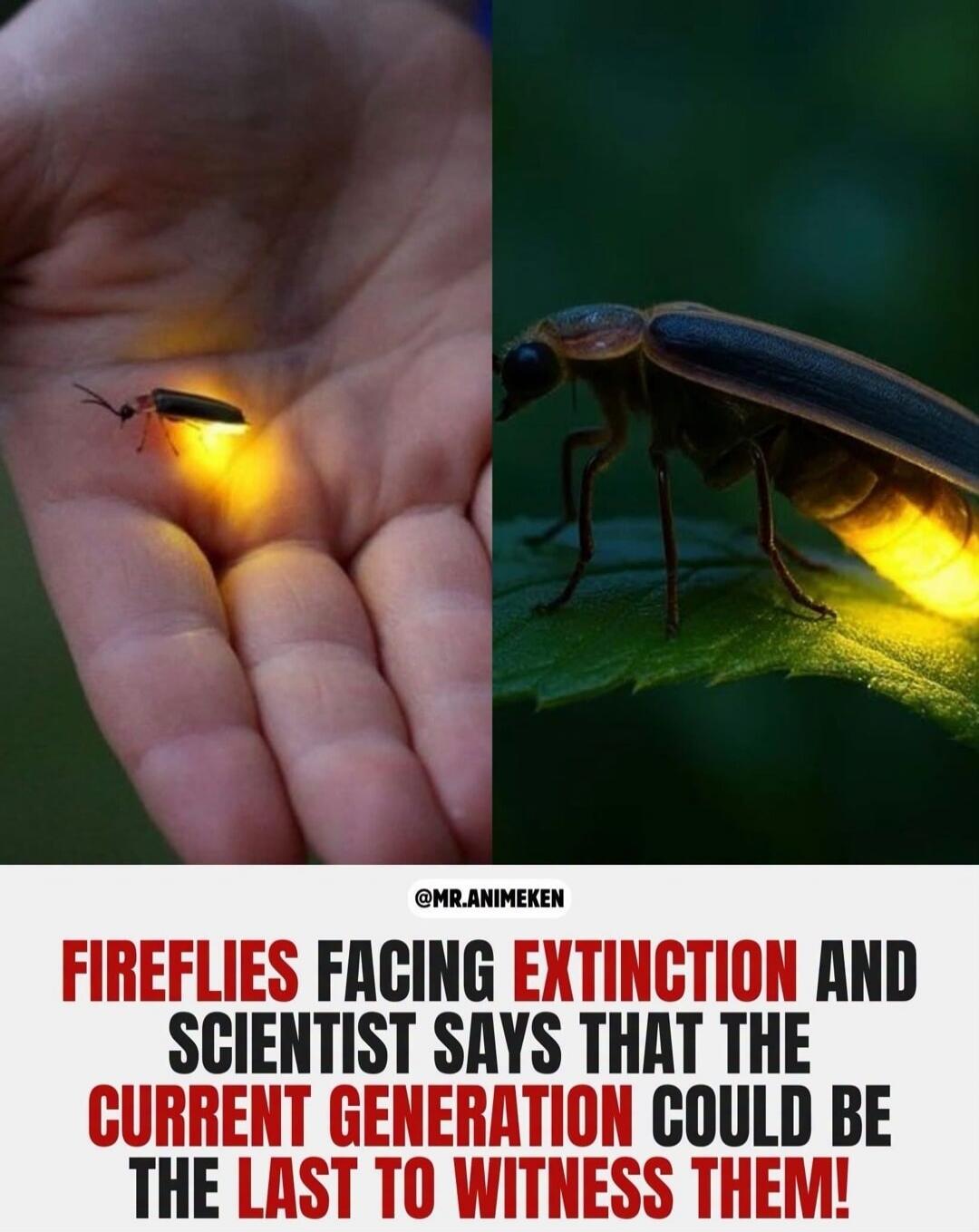 A firefly glowing on a person's hand and another firefly on a green leaf. Text on screen: FIREFLIES FACING EXTINCTION AND SCIENTIST SAYS THAT THE CURRENT GENERATION COULD BE THE LAST TO WITNESS THEM!