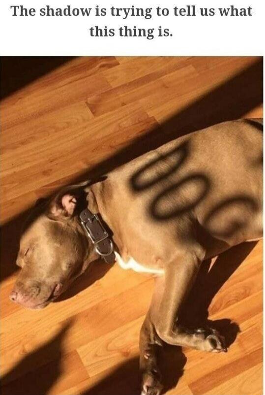The shadow is trying to tell us what this thing is.