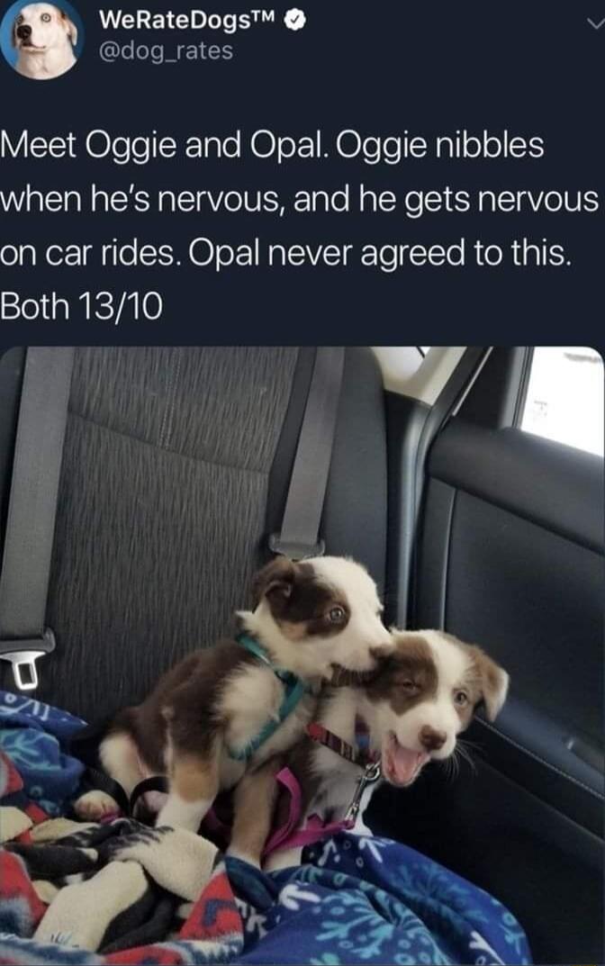 WeRateDogs v GLLIREIES VEE el Tale KO eL IN eTeHallole when hes nervous and he gets nervous on car rides Opal never agreed to this Both 1310
