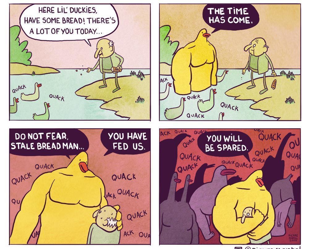 HERE LiL DUCKIES HAVE SOME BREAD THERES A LOT OF YOU TODAY DO NOT FEAR STALE BREAD MAN THE TiME