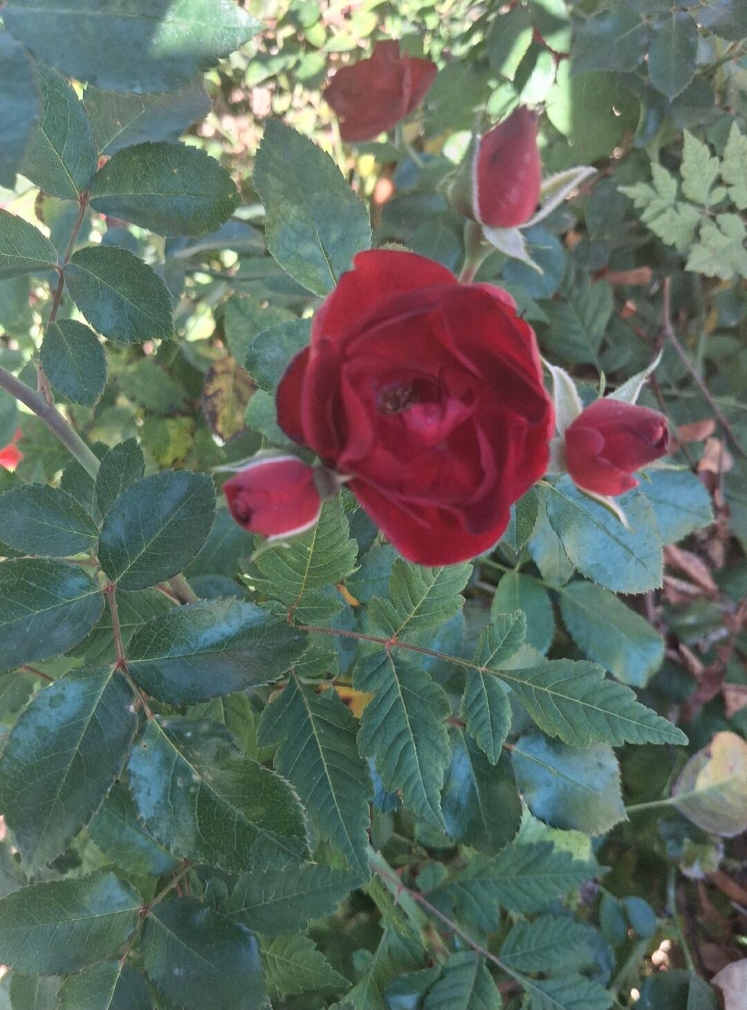 Beautiful red roses blooming in the garden