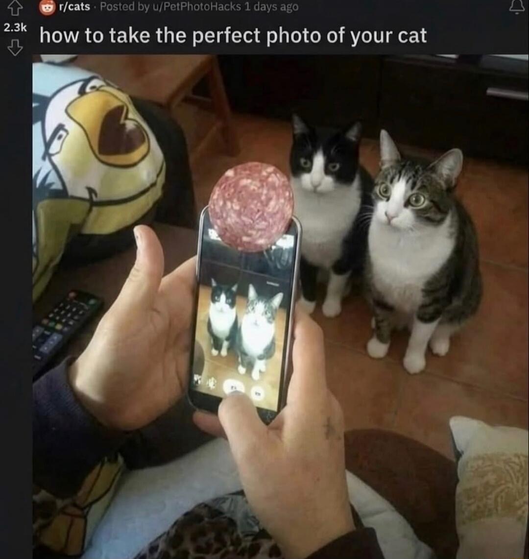 A person is holding a smartphone with a piece of salami attached to the top. Two cats are looking intently at the salami, while the phone's screen displays a photo of the same two cats. The post title is 'how to take the perfect photo of your cat'.