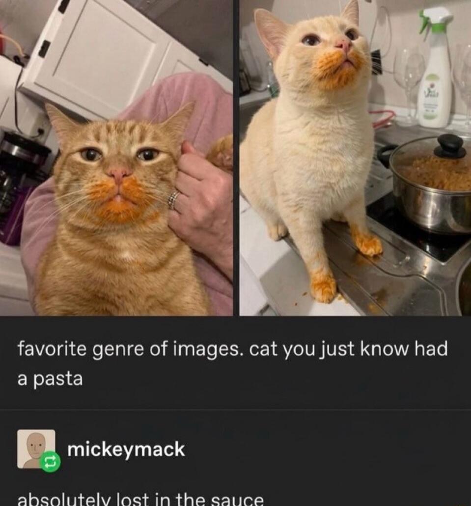 favorite genre of images. cat you just know had a pasta mickeymack absolutely lost in the sauce