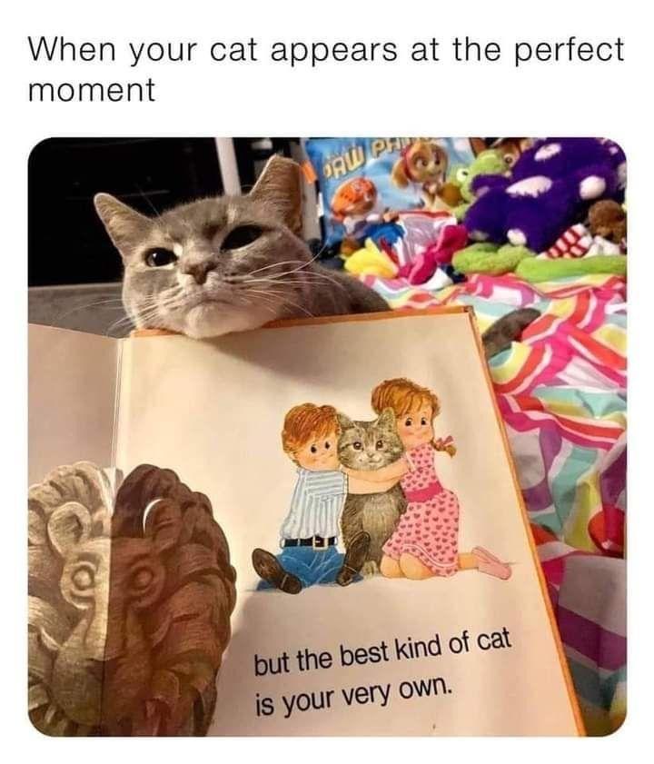 When your cat appears at the perfect moment