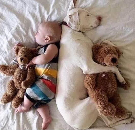 A baby sleeping on a bed between a white dog and two brown teddy bears.